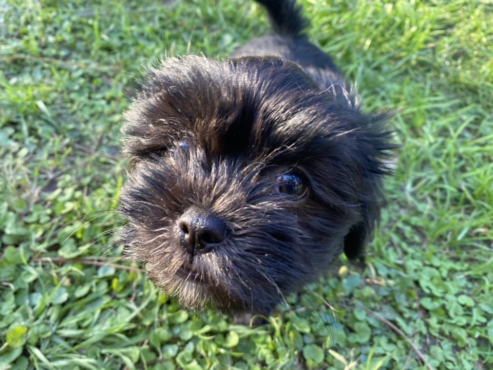A black puppy is standing in the grass.