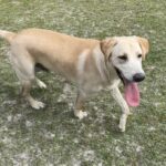 Lab Retriver, Good with Kids and Dogs