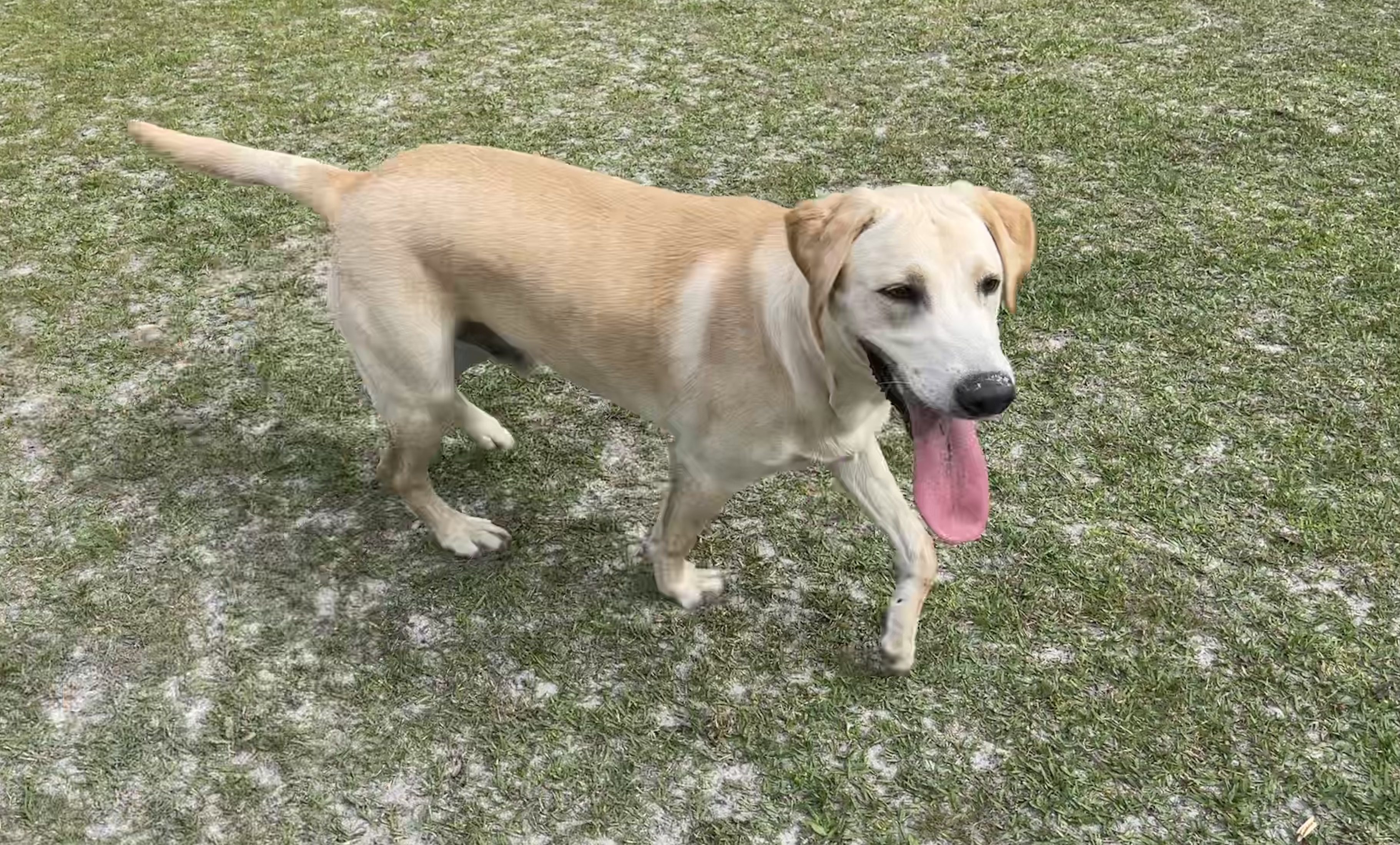 Lab Retriver, Good with Kids and Dogs