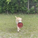 Riley, Trained Labrador