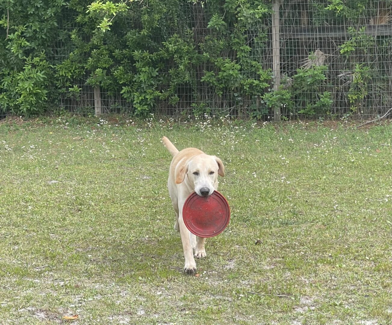 Riley, Trained Labrador