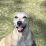 Zeus, Labrador Breed, Blonde