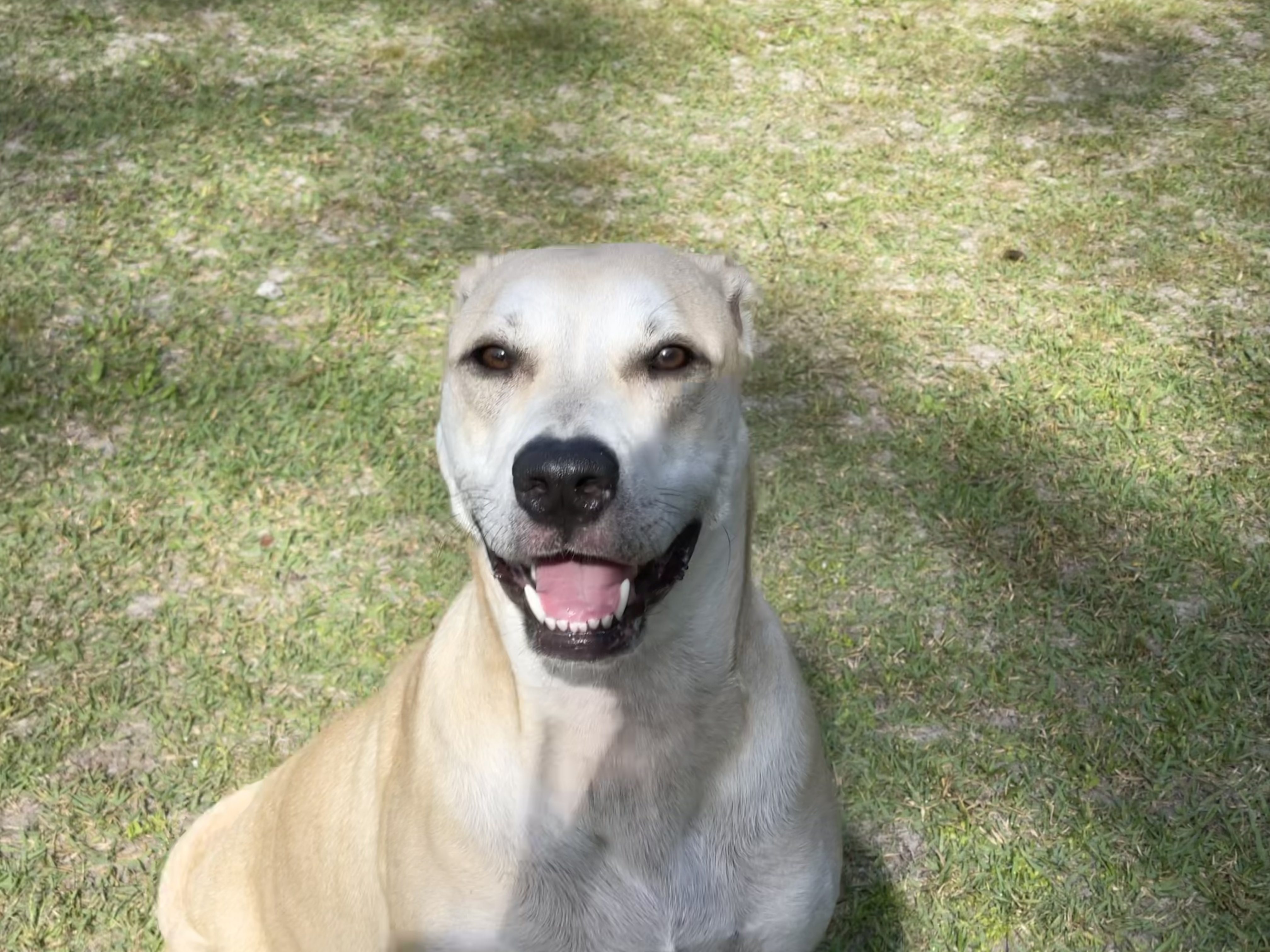 Zeus, Labrador Breed, Blonde