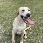 Riley, House Trained Lab Retriver