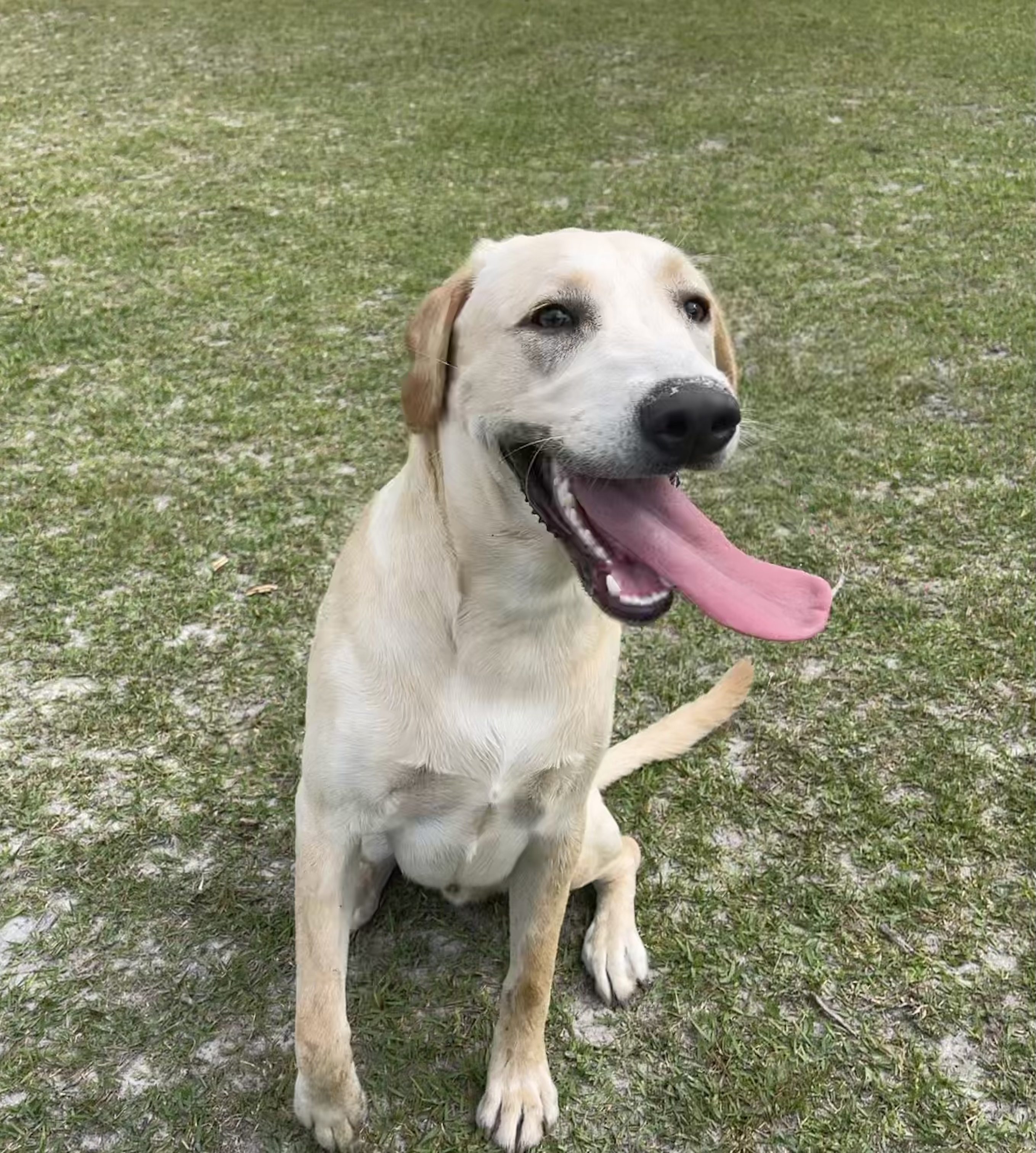 Riley, House Trained Lab Retriver