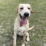 Puppy Sitting on Field