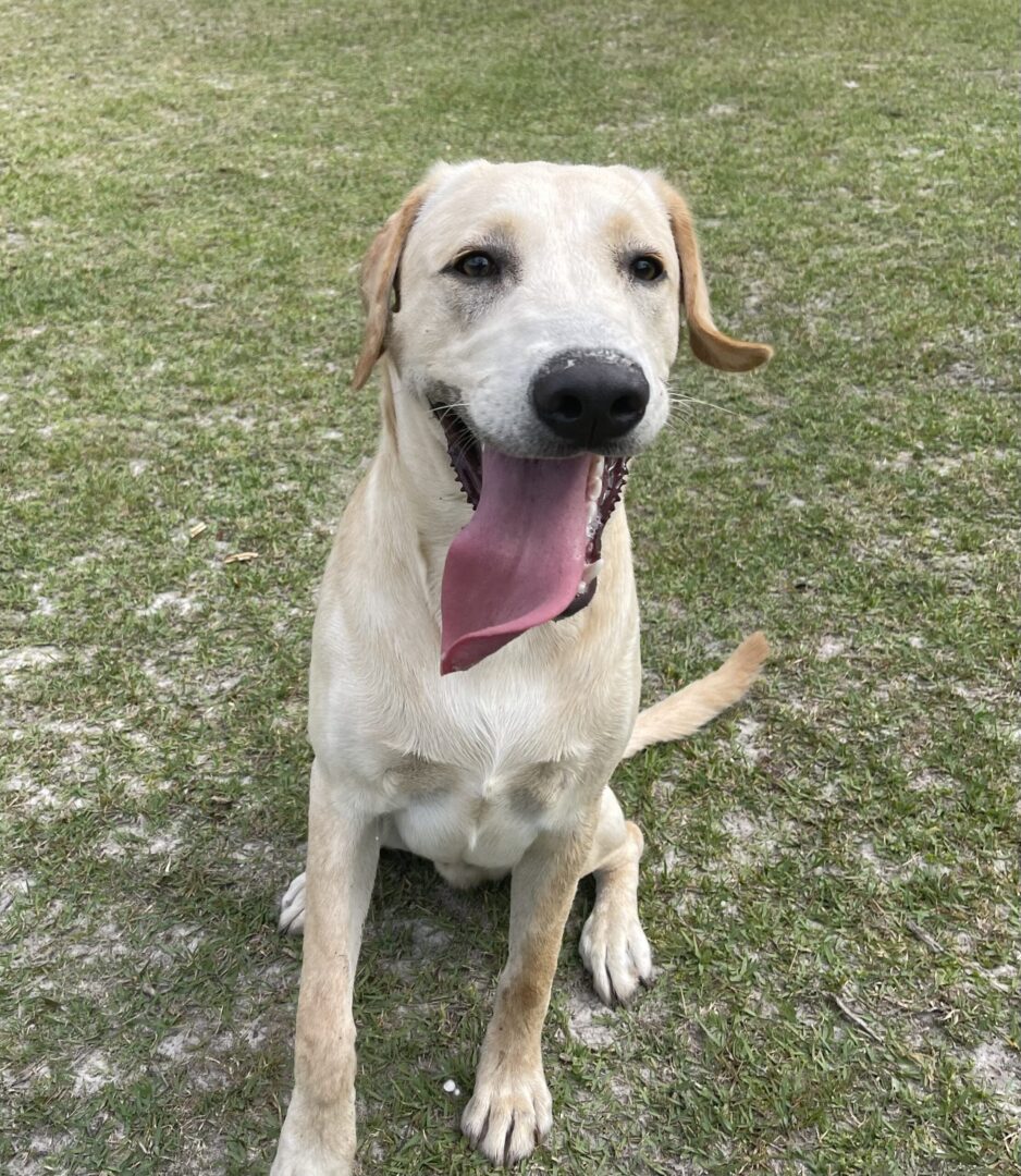Puppy Sitting on Field