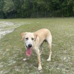 Riley, Neutered and Ready to Adopt