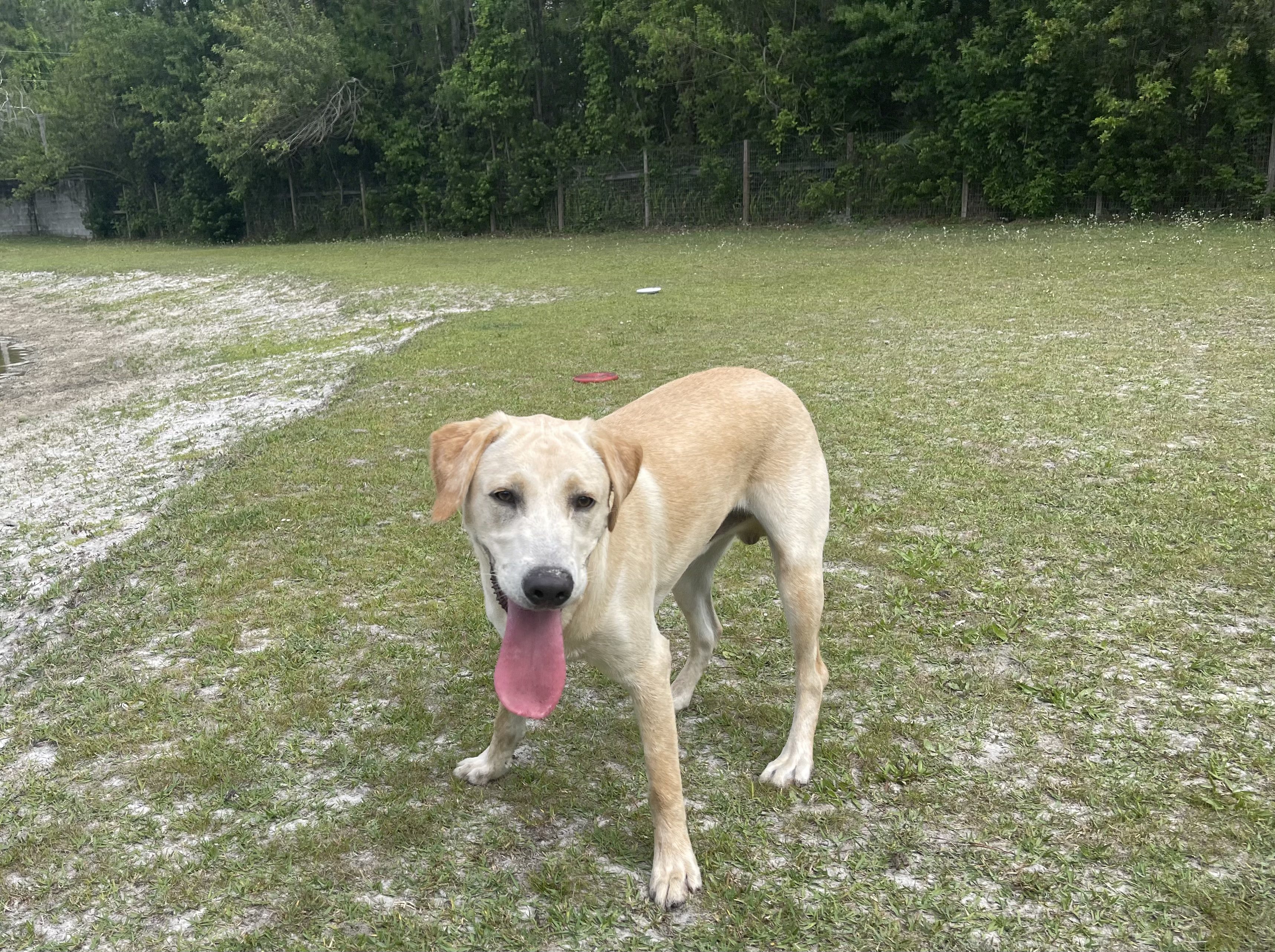 Riley, Neutered and Ready to Adopt
