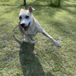 Zeus, Labrador Retriever Mix, Ready to Adopt