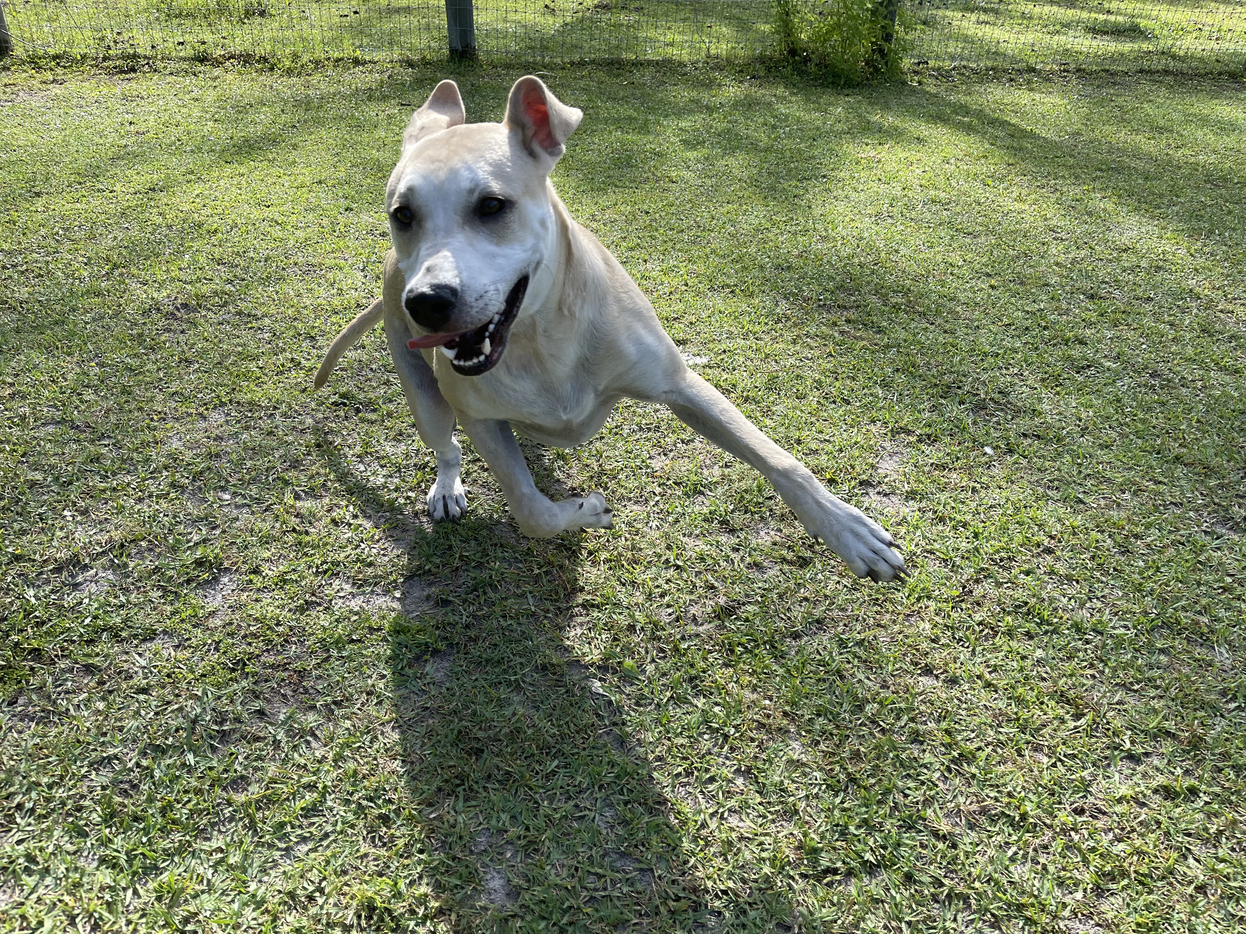 Zeus, Labrador Retriever Mix, Ready to Adopt