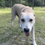 Labrador Retriever Mix, Male