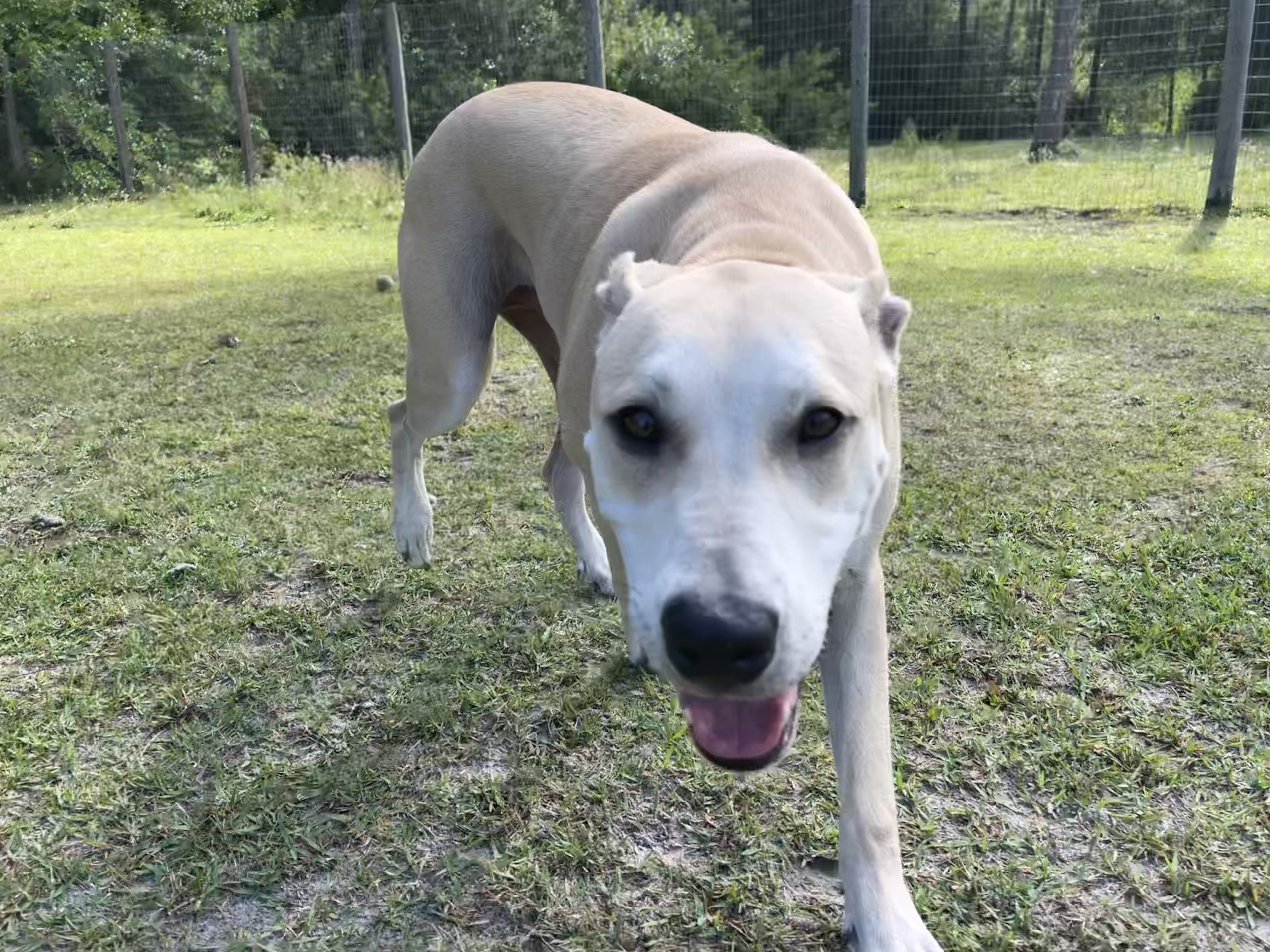 Labrador Retriever Mix, Male
