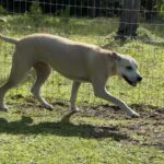 Zeus Walking on the Ground