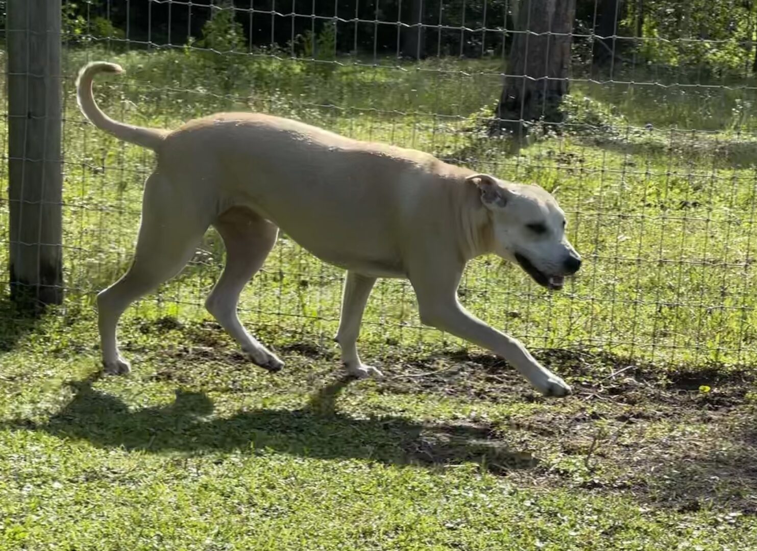Zeus Walking on the Ground
