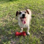 Sonny, Jack Russell Terrier, Neutered
