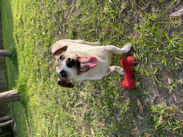 Sonny, Jack Russell Terrier, Neutered