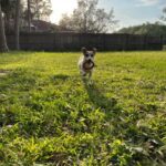 Jack Russell Terrier, Good with Kids