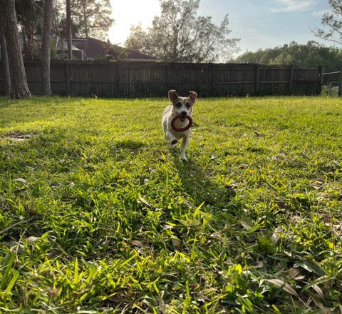 Jack Russell Terrier, Good with Kids