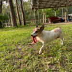 House Trained Jack Russell Terrier
