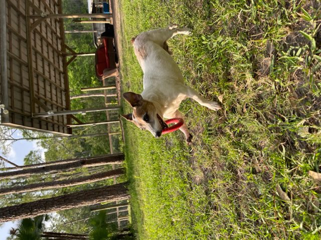 House Trained Jack Russell Terrier