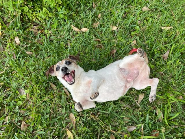 Sonny, Legs up and Belly Exposed