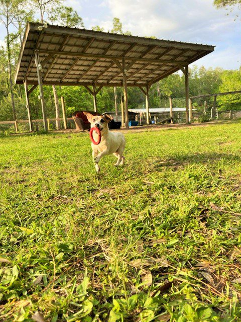 Sonny Playing, Shade Behind