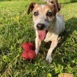 Dog and Strawberries on Field