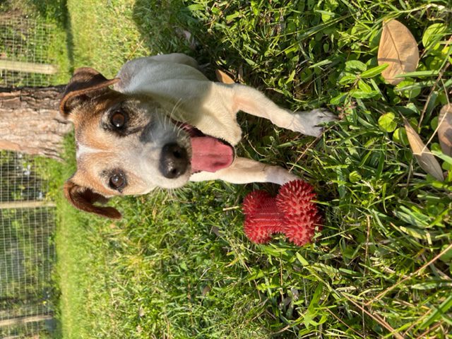 Dog and Strawberries on Field