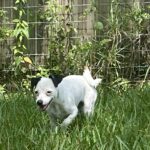 Adoptable Dog Walking in High Grasses