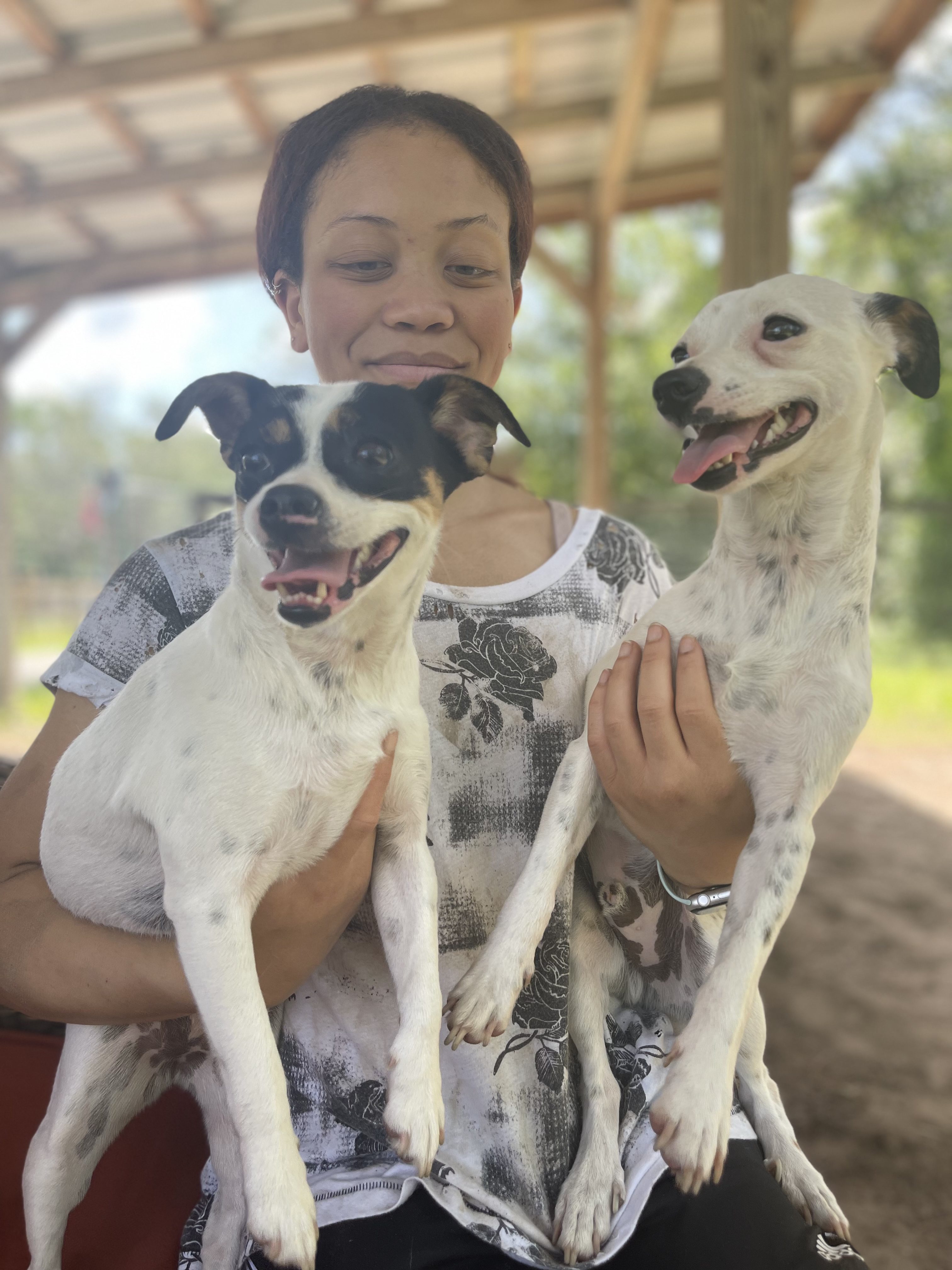 A Lady with Two Dogs