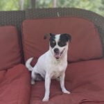 Dog Sitting on a Couch