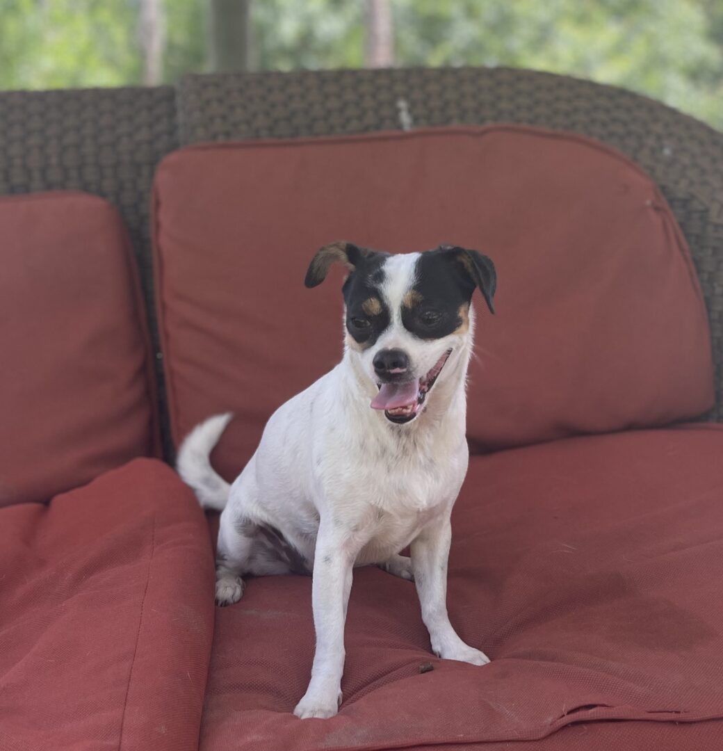 Dog Sitting on a Couch