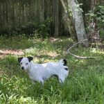 A Lone Dog Looking, Trees and Fence