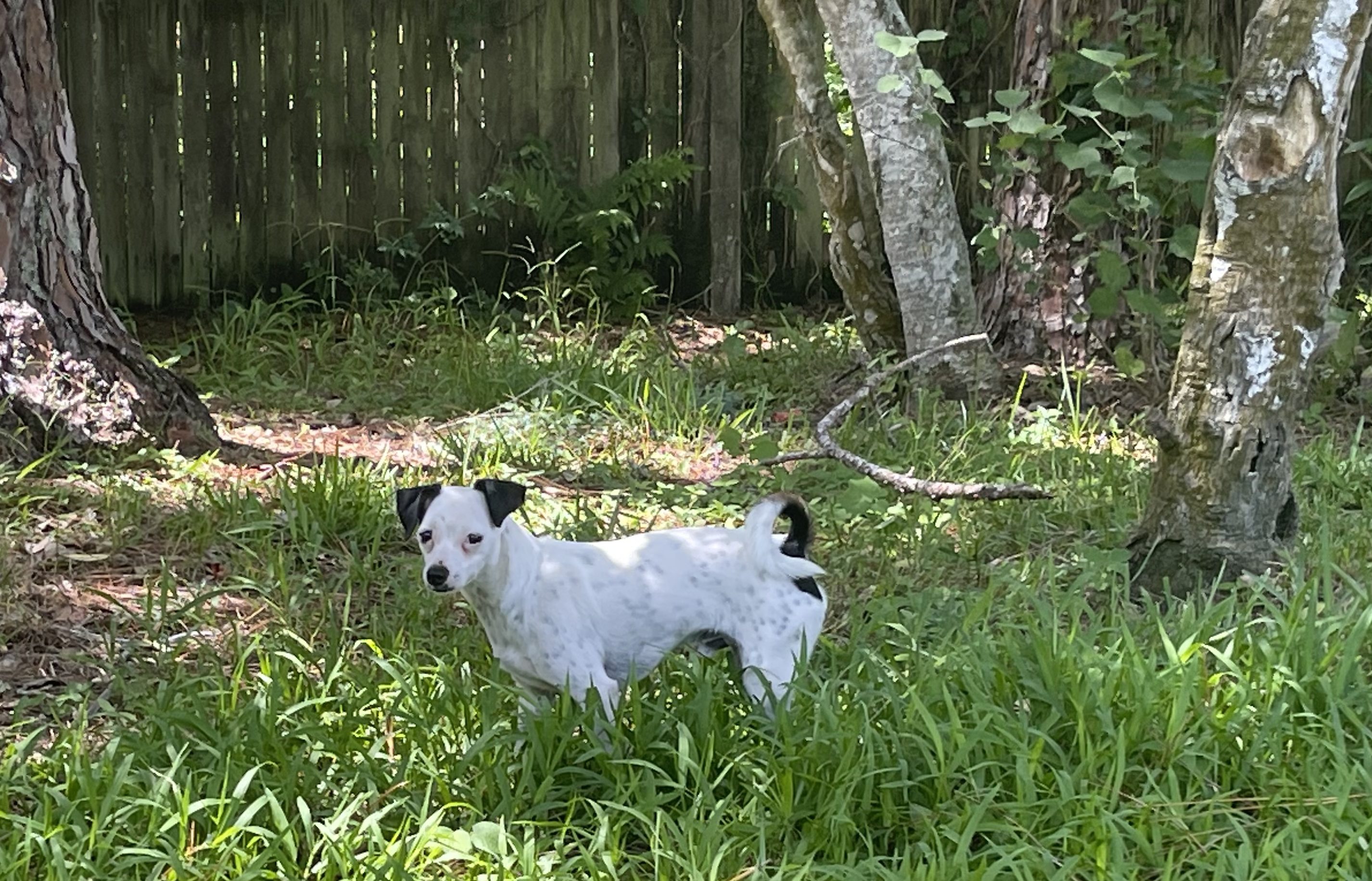 A Lone Dog Looking, Trees and Fence