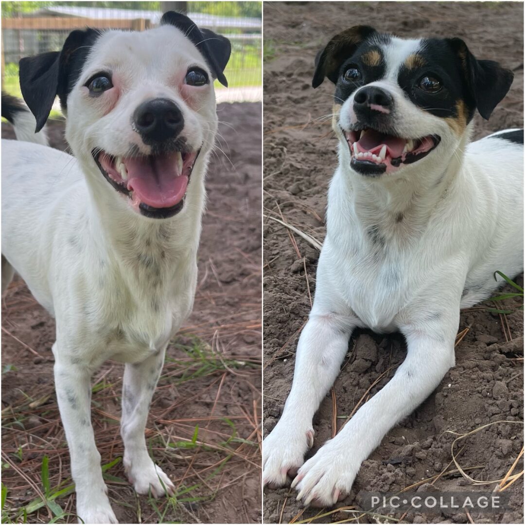 Two Dogs, Adoptable