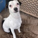 Dog Looking Up, Sitting on Ground
