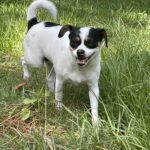 White and Black Dog, EARS