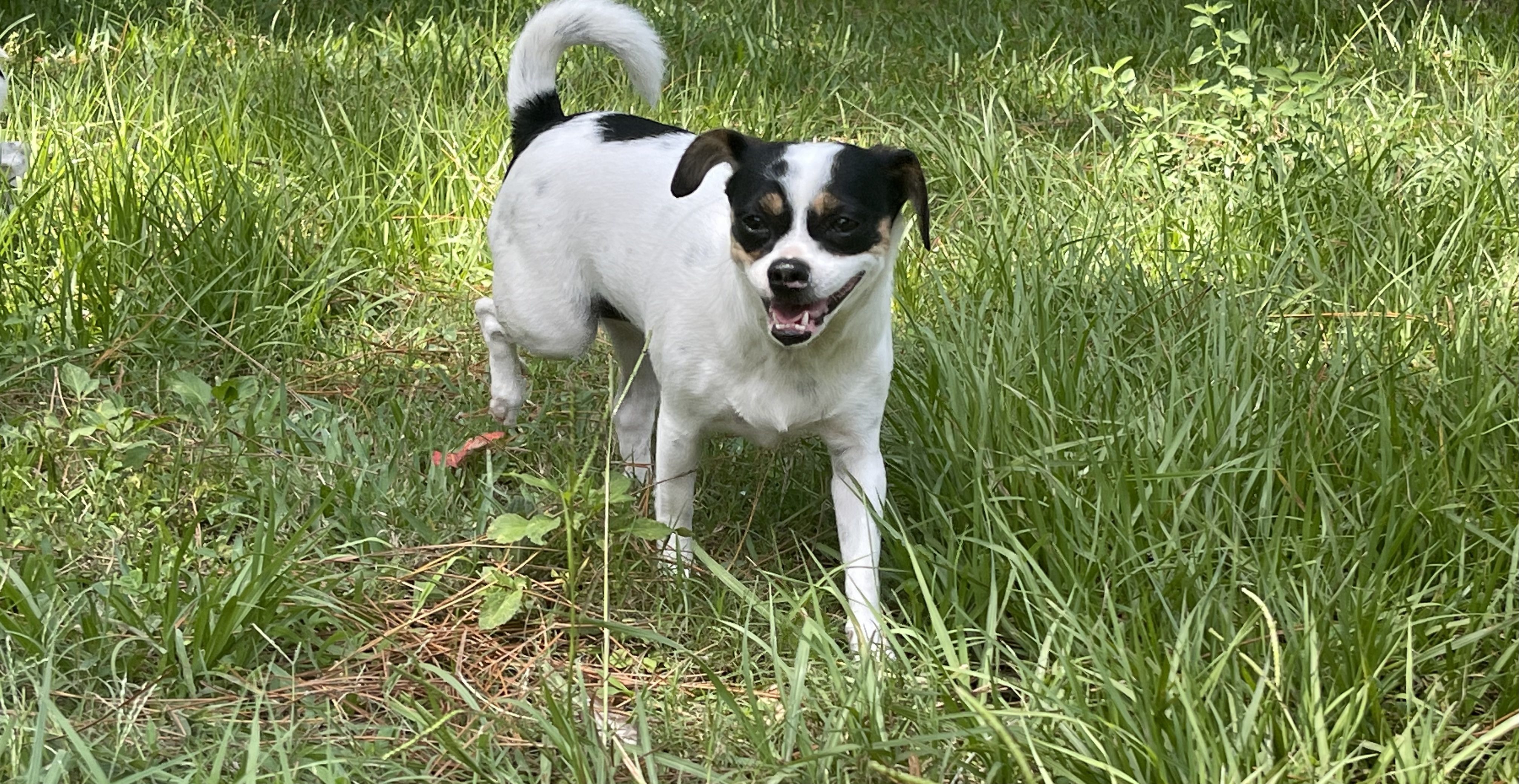 White and Black Dog, EARS
