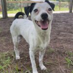 Dog Standing Tall, EARS