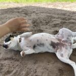 Dog Playing with a Person