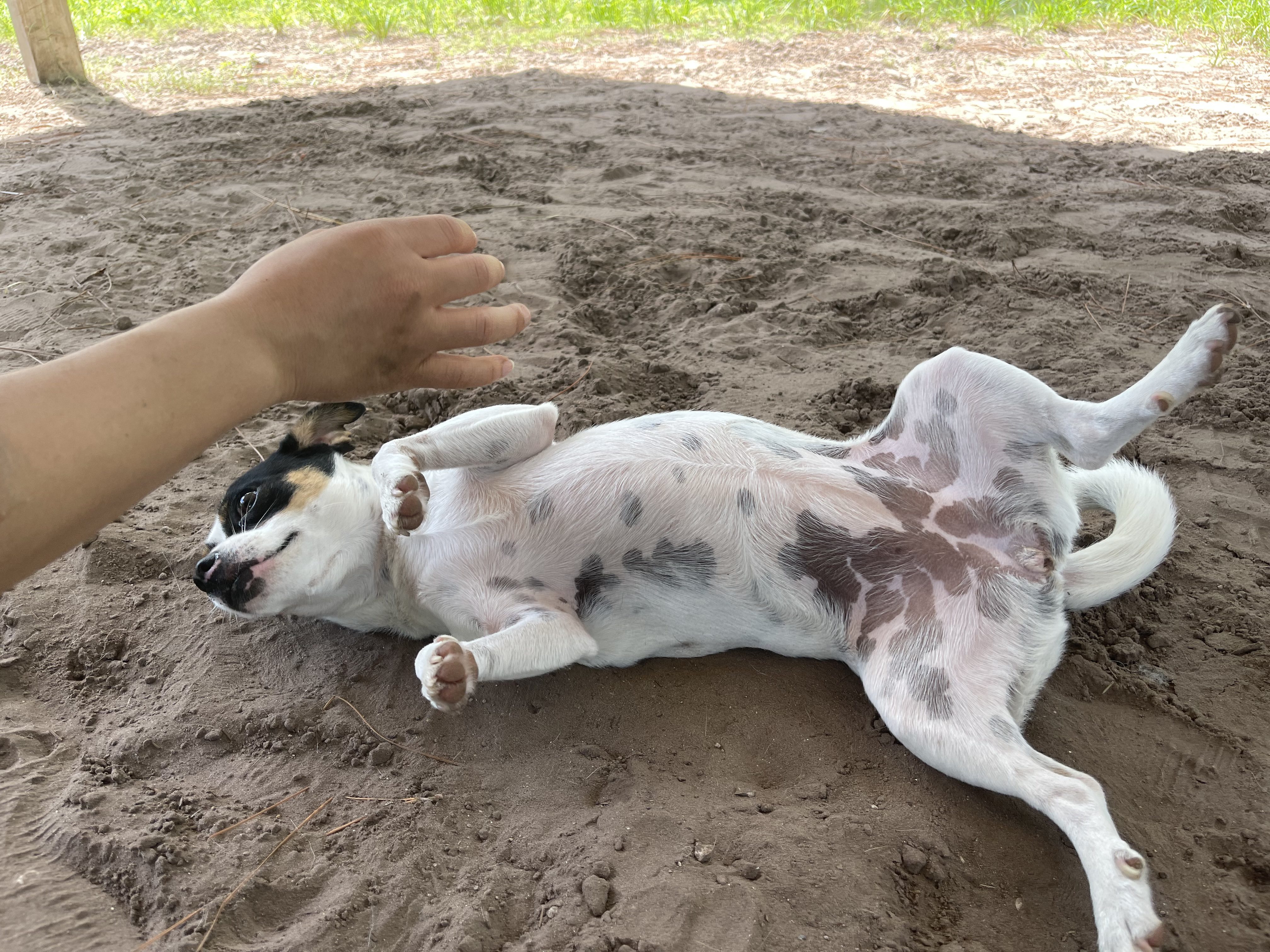 Dog Playing with a Person