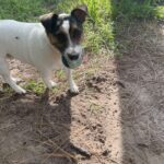 Person, an adoptable jack russell terrier mix in jacksonville, fl.