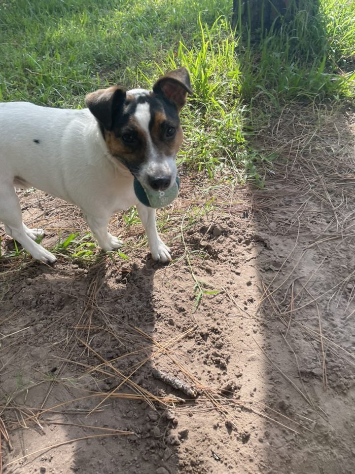 Person, an adoptable jack russell terrier mix in jacksonville, fl.