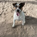 A white and brown dog sitting in the sand.