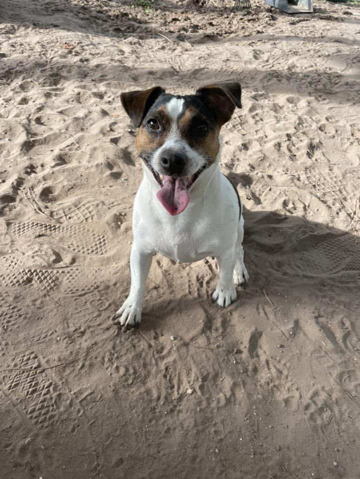 A white and brown dog sitting in the sand.