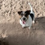 A dog standing in the sand with his tongue out.