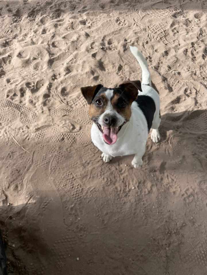 A dog standing in the sand with his tongue out.