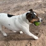 A black and white dog with a green ball in its mouth.