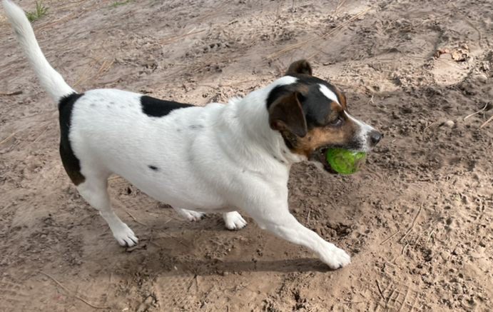 A black and white dog with a green ball in its mouth.